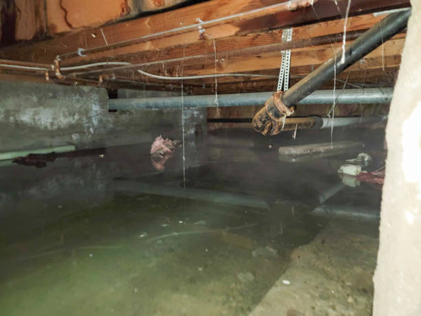 Best Carpet water damage restoration  in La Crescent, MN